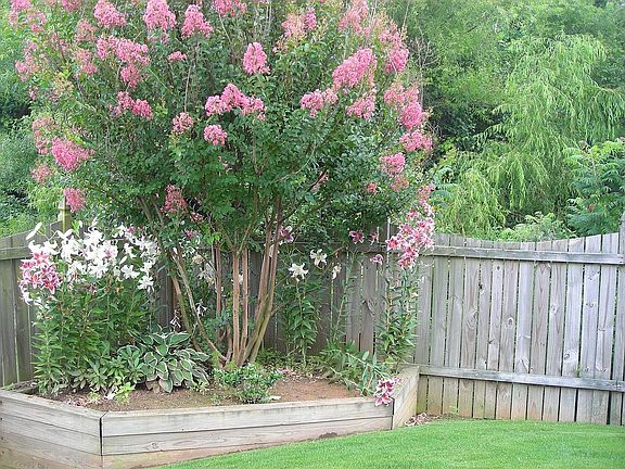 Back Yard Garden
