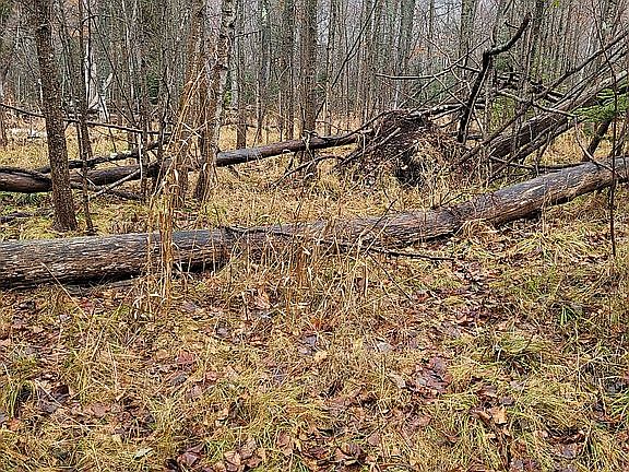 5th image of 567 Yellow Birch Dr