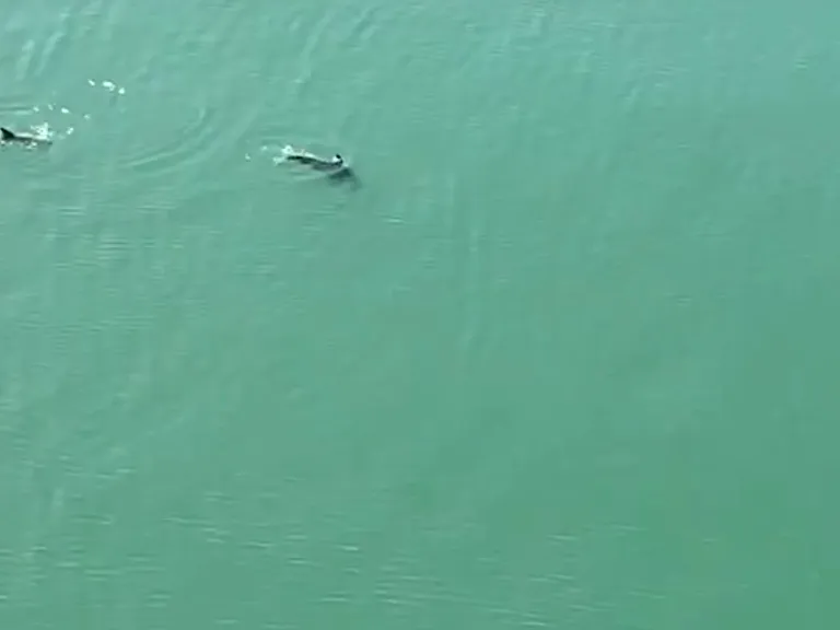 Dolphins