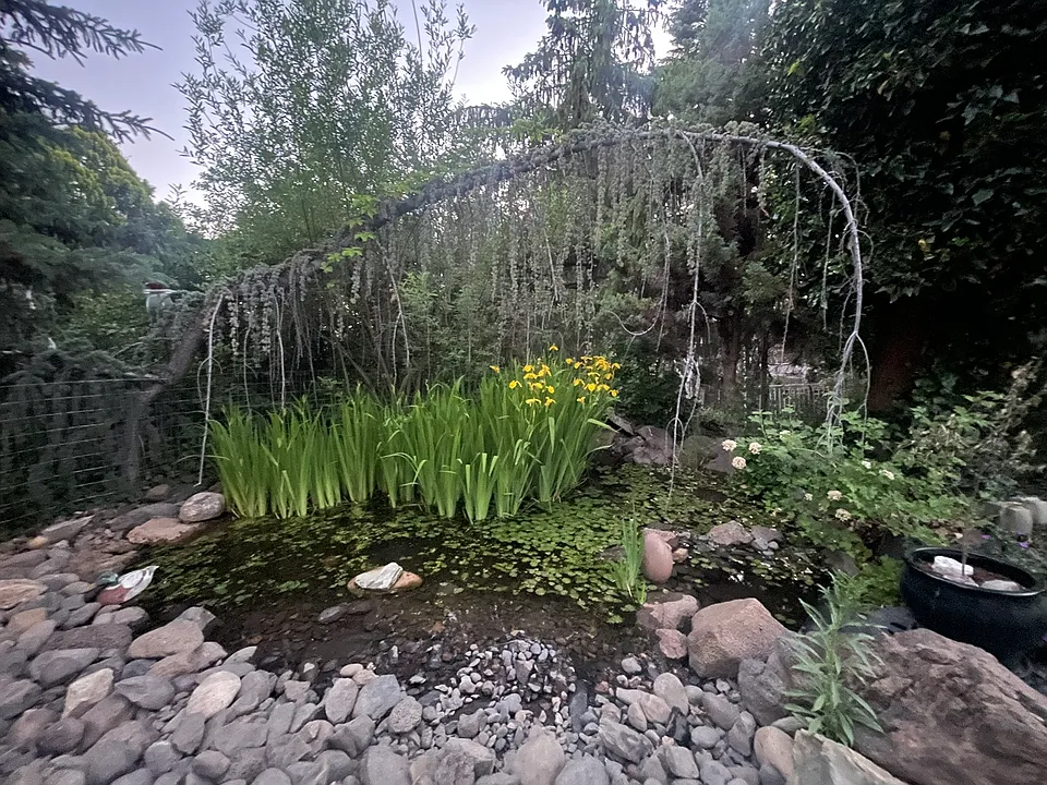 Main house.... Tranquil backyard with pond.