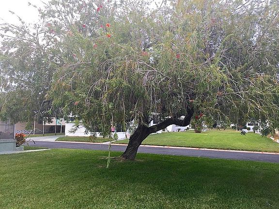 5th image of 2419 Gulf To Bay Blvd Lot 1421