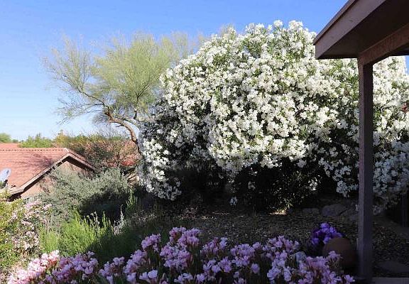 Blooms in Back Yard