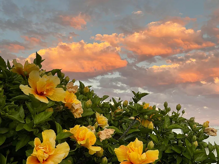 Flowers Nearby
