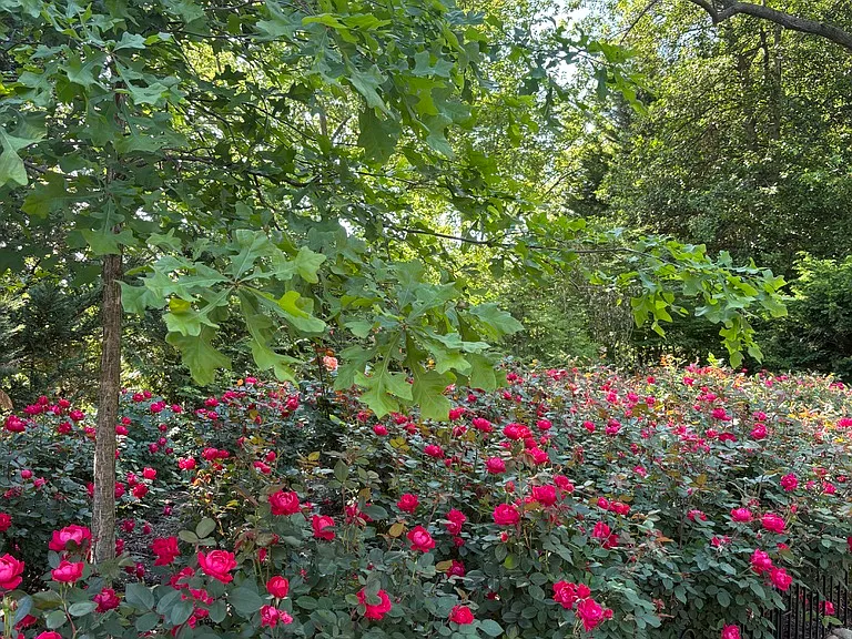 Neighborhood Rose Garden in Bloom!