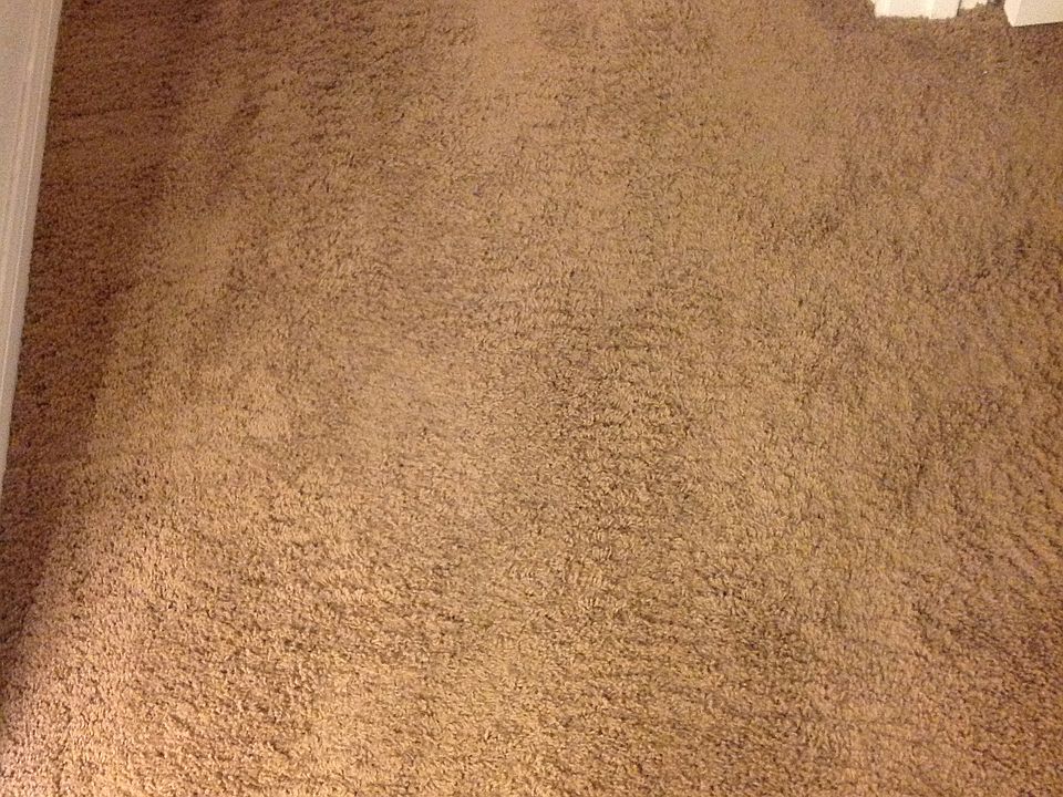 NEW CARPET