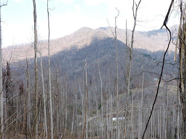 1st image of 325 Left Fork Ln