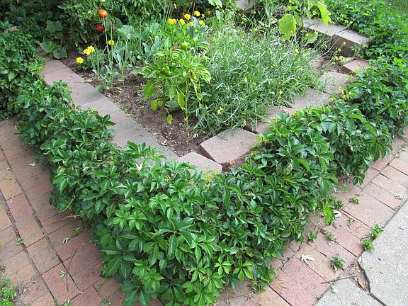 Raised vegetable garden
