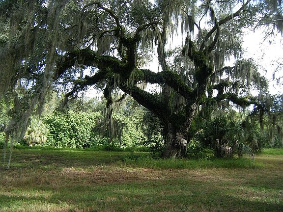 Big Old Tree at North End