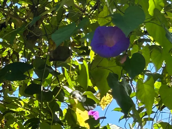 8373 Tahoe Pl, Show Low, AZ 85901