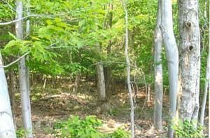 wooded view