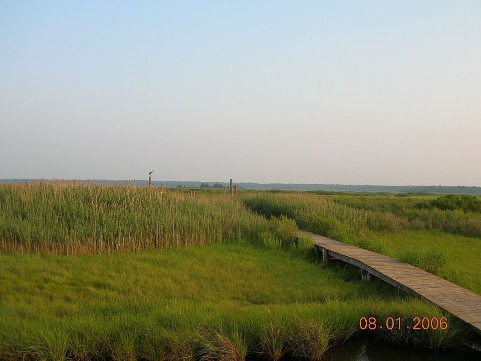 My Back Yard