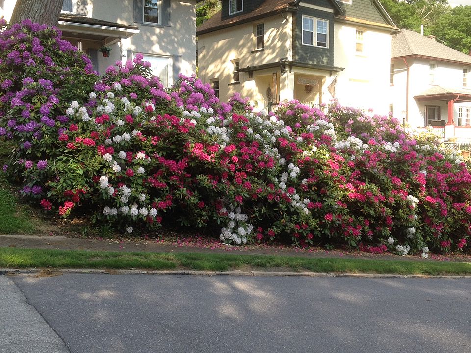 Street view in spring