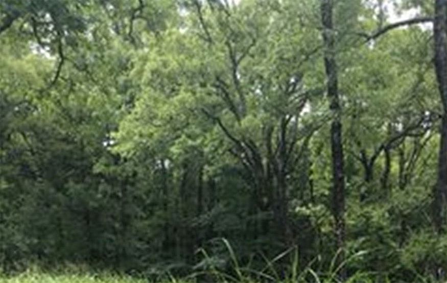 2nd image of 2 Fern Oaks