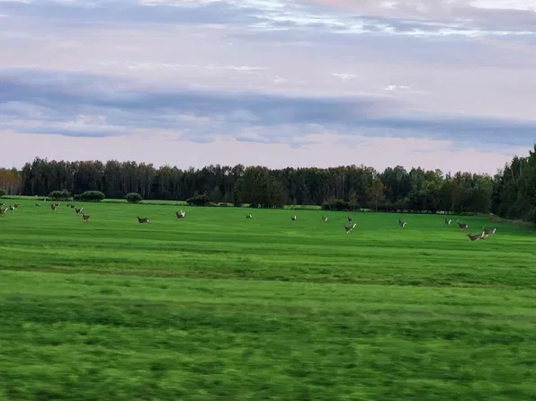 County Hwy #133, Meadowlands, MN 55765