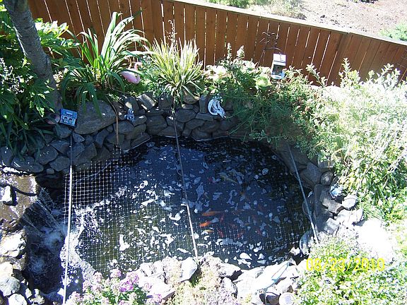 Koi Pond