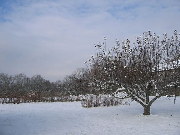 2 acre cleared backyard