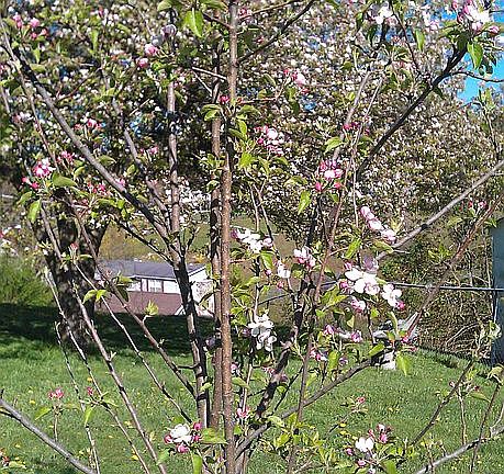 New Apple Tree