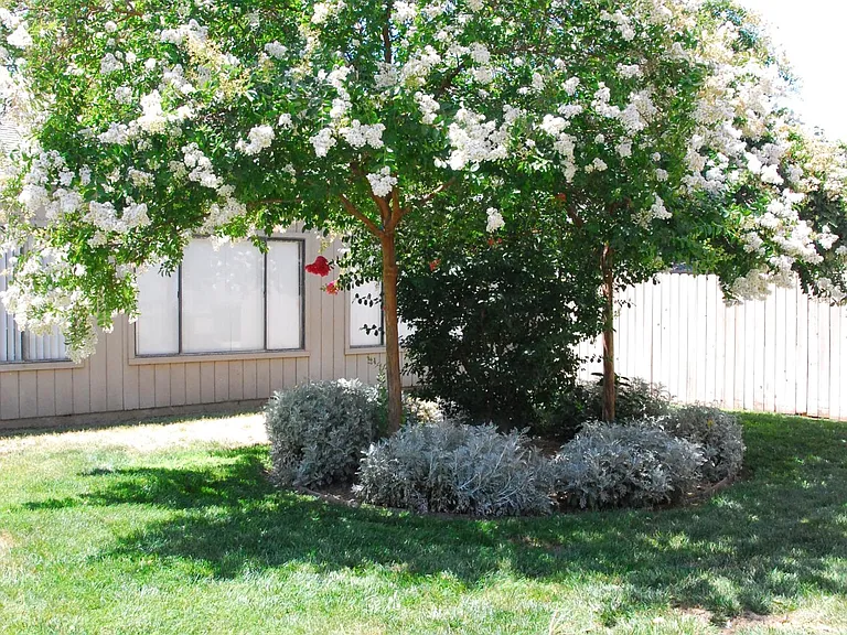Tree on property