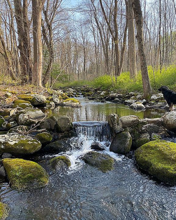 Brook in yard