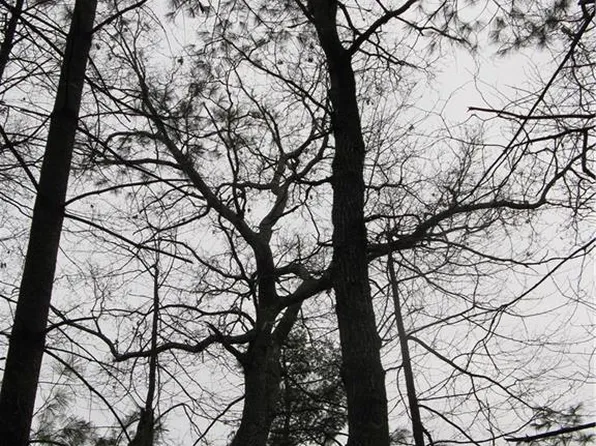 Drift Ln, Ennice, NC 28623