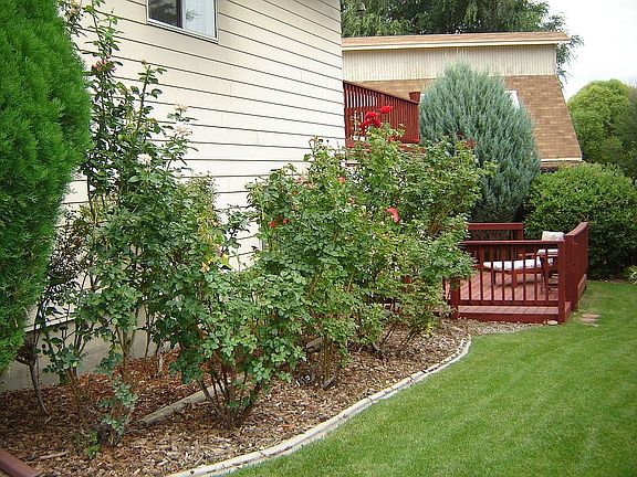 back yard with roses