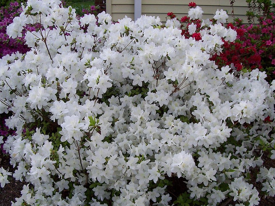 Beautiful bush out front