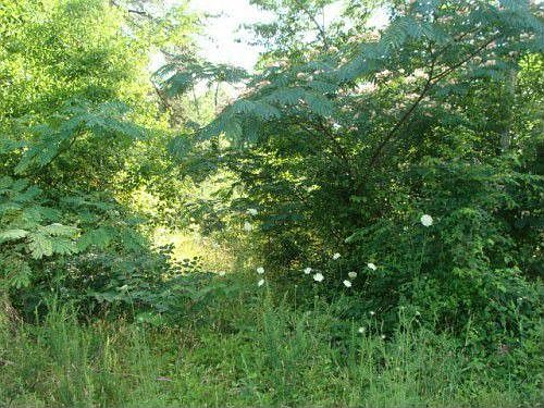 2nd image of 185 Hawkins Rd