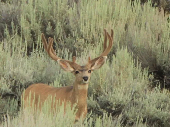 40 Tbd Hwy, Craig, CO 81625