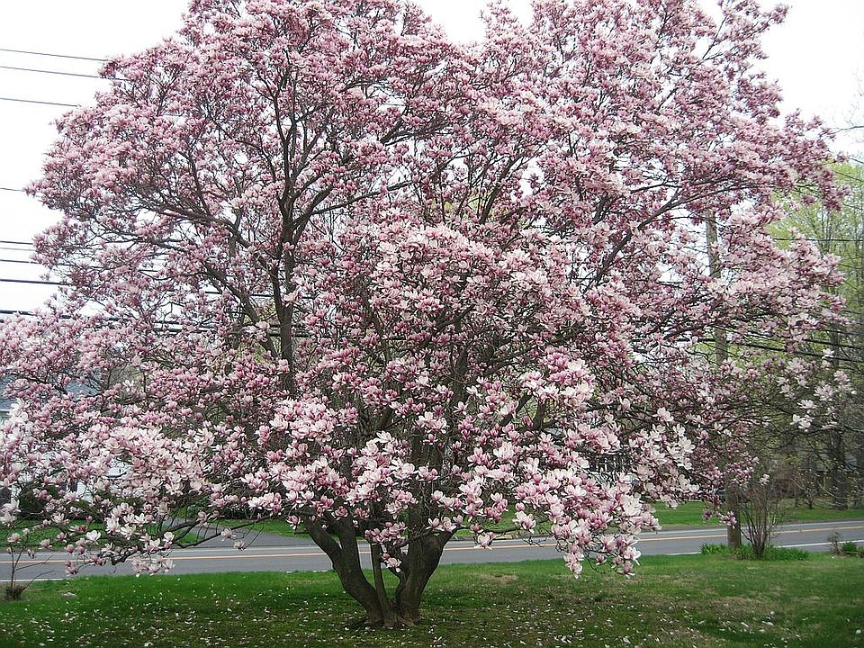 Magnolia tree in front