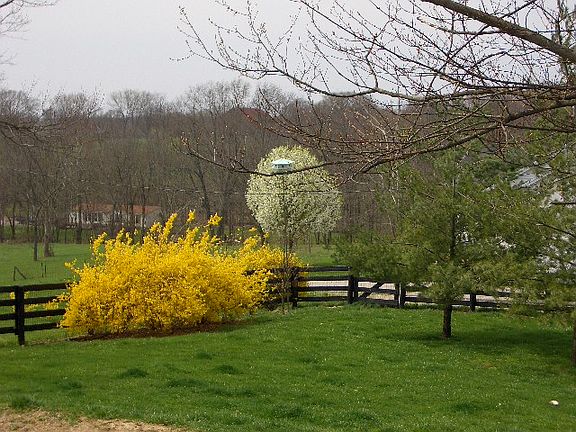 Back yard early spring
