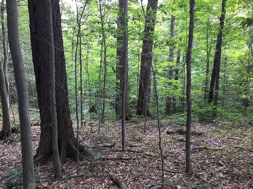 Large trees