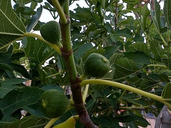 DELICIOUS figs!