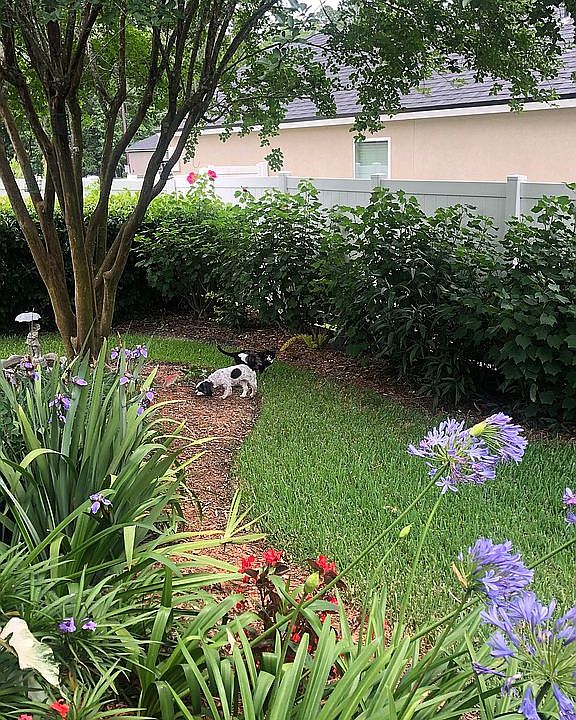 Back yard
