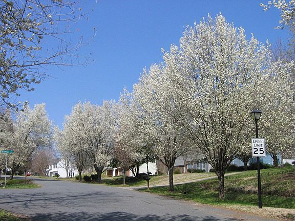 Street in Spring
