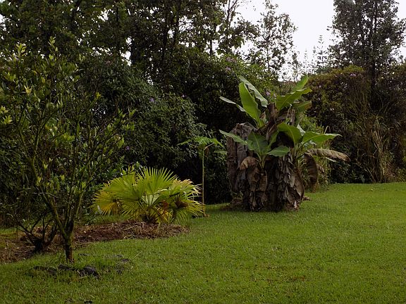 Orange and Banana Tree