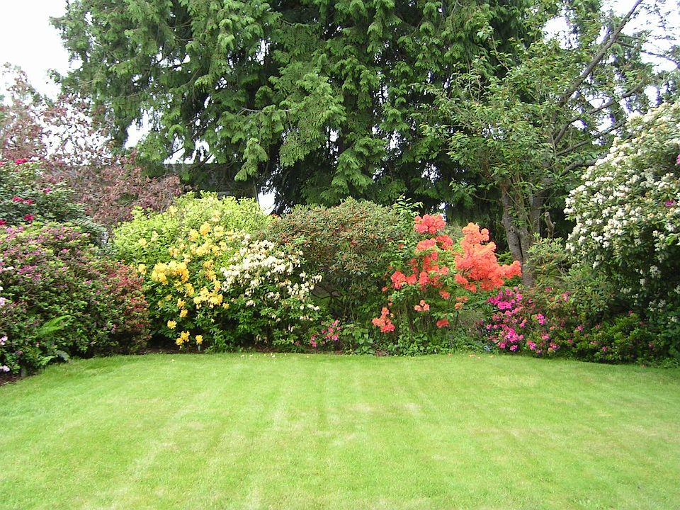 established rhododendrons