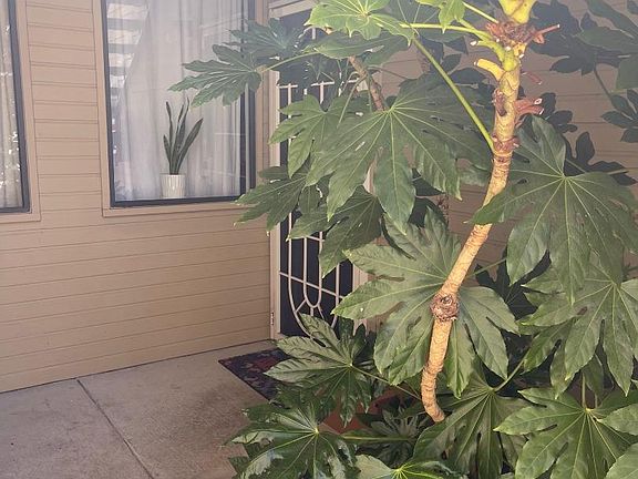 3rd image of 2743 Cort Ave