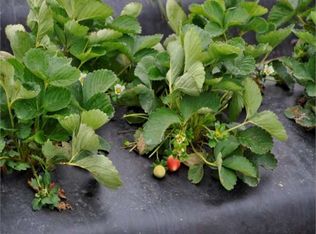 3875 Lake Buffum Rd W, Fort Meade, FL 33841