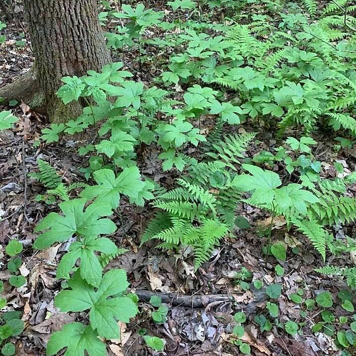 101st image of 740 Little Rock Creek Rd