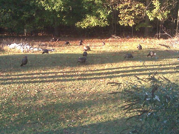 Turkey's in back yard