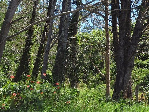 3rd image of 47-5211 Old Mamalahoa Hwy Lot 1B