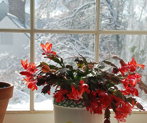 Southern bay window in den