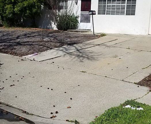 2nd image of 1658 Vicente Dr