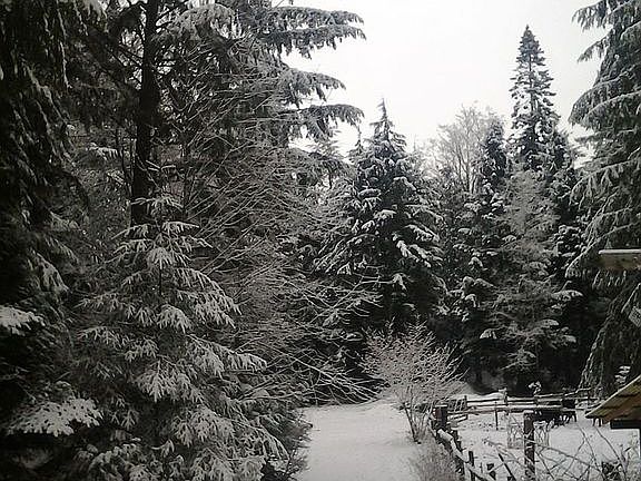 road to pasture in snow
