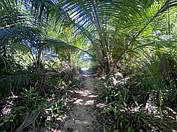 path to the beach 