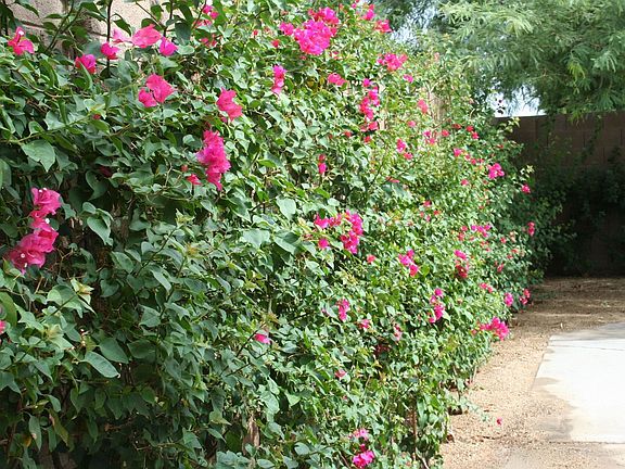 50 + Bougainvilla hedge