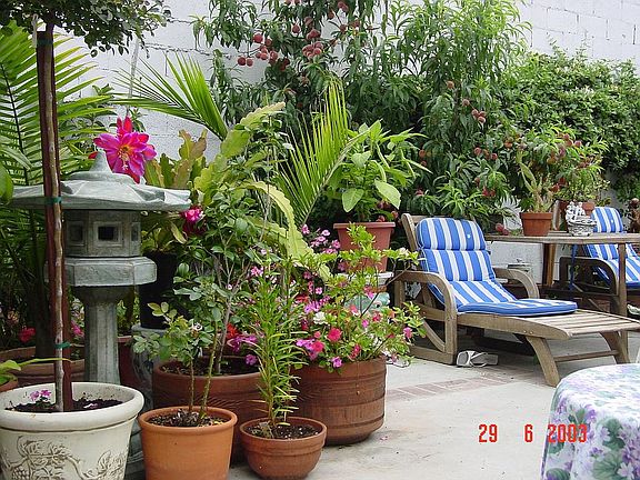  Backyard cozy  landscaping 
