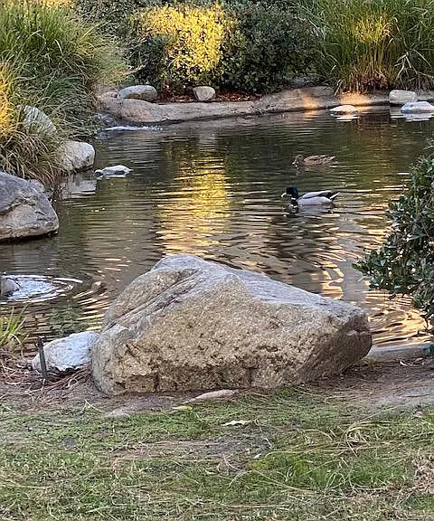 Serene Duck Pond