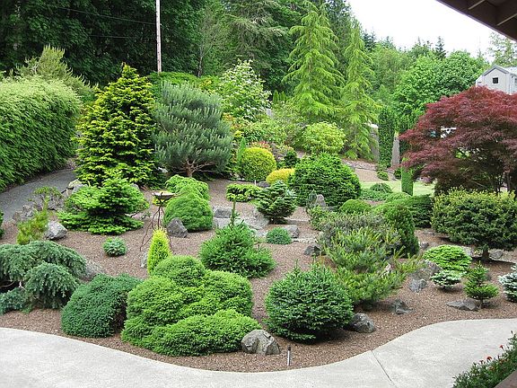 dwarf conifer garden 