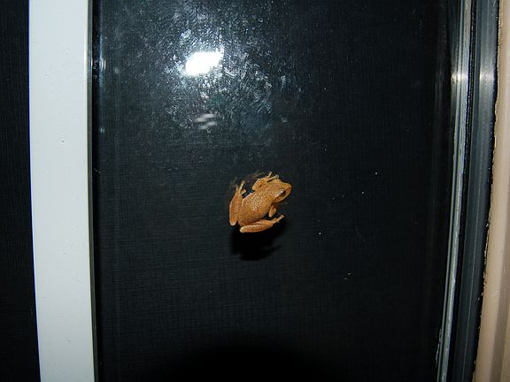Quarter-sized frog on door